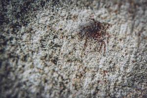 araña lince rayada. tipos de arañas imágenes macro de araña. foto de primer plano de araña.