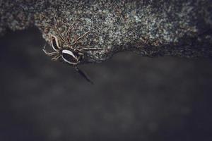 Striped lynx spider. spider types. spider macro images. Spider closeup photo. photo
