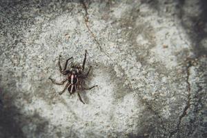 Striped lynx spider. spider types. spider macro images. Spider closeup photo. photo