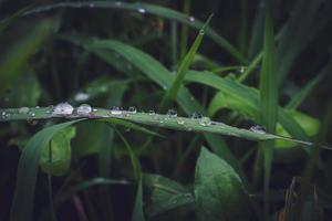 hermosas gotas de lluvia grandes y claras sobre hojas verdes, gotas de rocío matutino brillan al sol hermosa textura de hoja en la naturaleza fondo de la naturaleza. foto