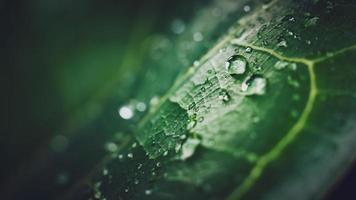 beautiful large clear raindrops on green leaves,morning dew drops glow in the sun beautiful leaf texture in nature nature background. photo