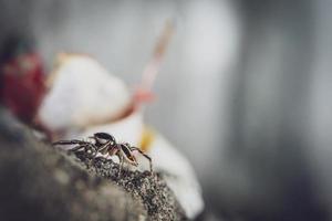 araña lince rayada. tipos de arañas imágenes macro de araña. foto de primer plano de araña.