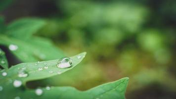 beautiful large clear raindrops on green leaves,morning dew drops glow in the sun beautiful leaf texture in nature nature background. photo