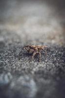 Striped lynx spider. spider types. spider macro images. Spider closeup photo. photo