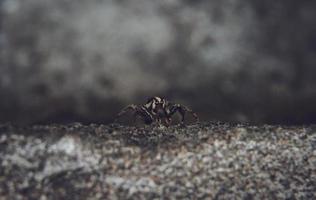 araña lince rayada. tipos de arañas imágenes macro de araña. foto de primer plano de araña.