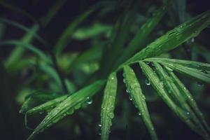 hermosas gotas de lluvia grandes y claras sobre hojas verdes, gotas de rocío matutino brillan al sol hermosa textura de hoja en la naturaleza fondo de la naturaleza. foto