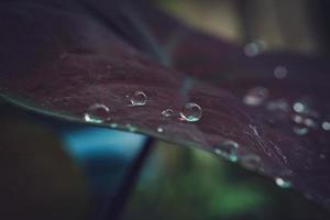 hermosas gotas de lluvia grandes y claras sobre hojas verdes, gotas de rocío matutino brillan al sol hermosa textura de hoja en la naturaleza fondo de la naturaleza. foto