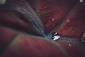 beautiful large clear raindrops on green leaves,morning dew drops glow in the sun beautiful leaf texture in nature nature background. photo