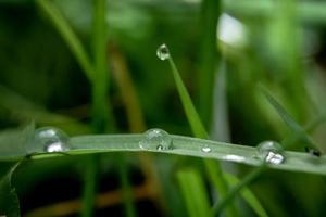 beautiful large clear raindrops on green leaves,morning dew drops glow in the sun beautiful leaf texture in nature nature background. photo