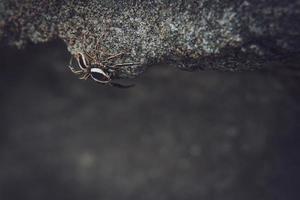 araña lince rayada. tipos de arañas imágenes macro de araña. foto de primer plano de araña.