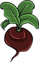 Purple radish, illustration, vector on white background.