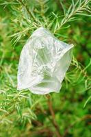 Plastic bag hanging on green fir tree branch photo