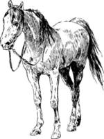 Horse, vintage illustration. vector