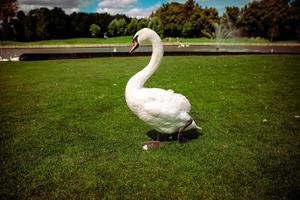 swan resting on a green lawn in spring. photo