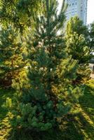 Separately growing conifer in the park. Large coniferous photo