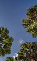 bottom view of palm trees and blue sky photo