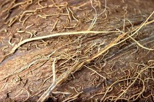 Coconut close up texture. Coconut macro background. Coconut fibers. photo