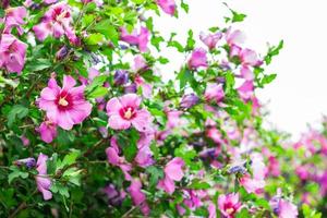 The bloom of the apple tree. Paradise apples close-up photo