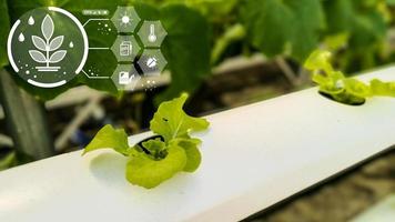 Cultivar vegetales usando tecnología para ayudar a analizar la luz solar, la temperatura, la humedad y varios factores de crecimiento con tecnología agrícola inteligente. foto