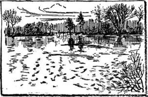 Cranberry Bog, vintage illustration. vector