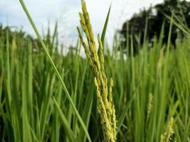 The ears of rice are ripening golden. In a rice field in a village in northern Thailand south east. photo