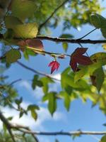 Bright maple leaves against the blue sky. photo