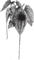 Aristolochia Grandiflora vintage illustration. vector