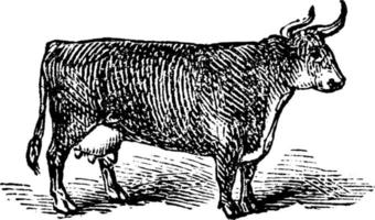 Domestic Cow, vintage illustration. vector