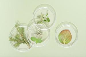 top view of petri dishes with wild grown forest plants, fir tree branch, moss and bilberry leaves. biology research. green background. photo