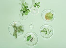 using herbal ingredients in pharmacy, dermatology and supplement production. petri dishes with various herbs and leaves of plants on green background. photo