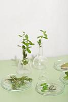 homeopathy medicine concept. wild herbs and plants in petri dishes and glassware. alternative medicine and naturopathy ingredients. photo