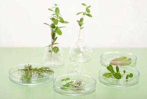 green plants, leaves and herbs in petri dishes on light green background. biotechnology research, wild forest grown ingredients for cosmetic or pharmaceutical product. photo