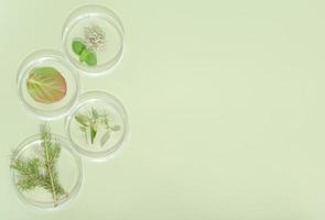 top view of petri dishes with wild grown forest plants, fir tree branch, moss and bilberry leaves. biology research. green background. copy space photo