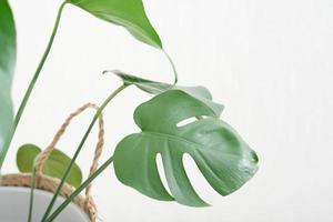 close up view of fresh monstera leaves. home plants, urban jungle, trendy green home decor. swiss cheese plant. photo