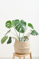 monstera deliciosa plant in woven flowerpot on wooden stool. scandinavian style house decor. modern trendy house decoratin. swiss cheese plant in hipster room. photo