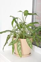 aglaonema ornamental potted plant. aglaonema flower at home, trendy plants for house design, urban jungle concept. vertical photo