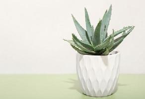 aloe plant in a white flowerpot on green background. copy space. home plants, easy to care drought resistant flowers. photo