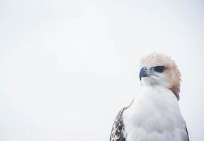 Portrait of a falcon and falcon in various poses photo