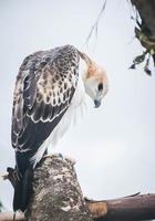 Portrait of a falcon and falcon in various poses photo