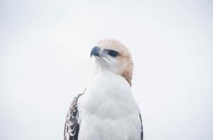 retrato de un halcón y un halcón en varias poses foto