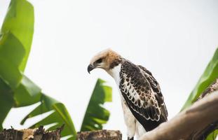 Portrait of a falcon and falcon in various poses photo