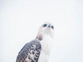 retrato de un halcón y un halcón en varias poses foto