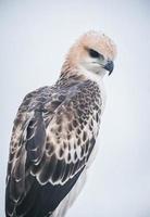 Portrait of a falcon and falcon in various poses photo