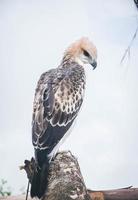 Portrait of a falcon and falcon in various poses photo