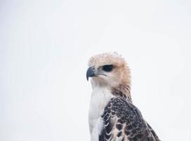 retrato de un halcón y un halcón en varias poses foto