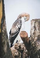 Portrait of a falcon and falcon in various poses photo