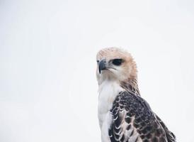 retrato de un halcón y un halcón en varias poses foto