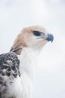 Portrait of a falcon and falcon in various poses photo