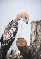 Portrait of a falcon and falcon in various poses photo