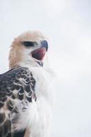 Portrait of a falcon and falcon in various poses photo